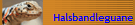 Halsbandleguane